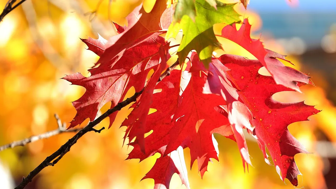 Георги Рачев: Очаква ни топла есен и слънчеви празнични дни