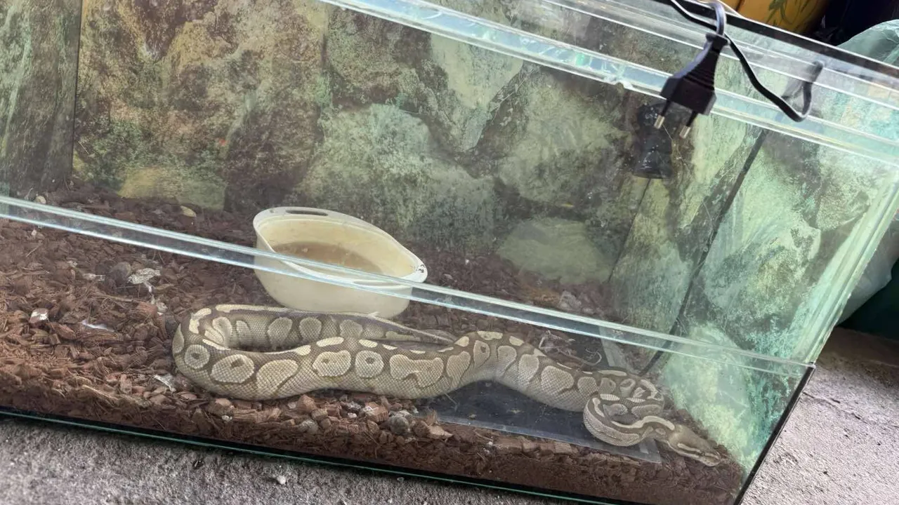 Зоолюбител изхвърли жива змия в столичния квартал "Обеля"