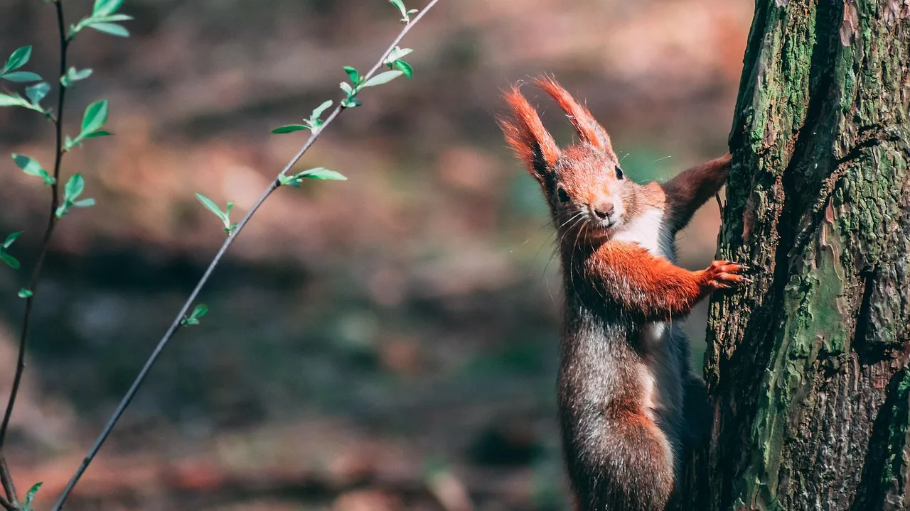 Агресивна катерица прати двама в болница