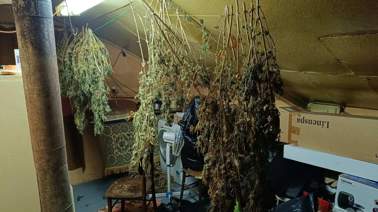 ГДБОП разкри оранжерия в Добрич