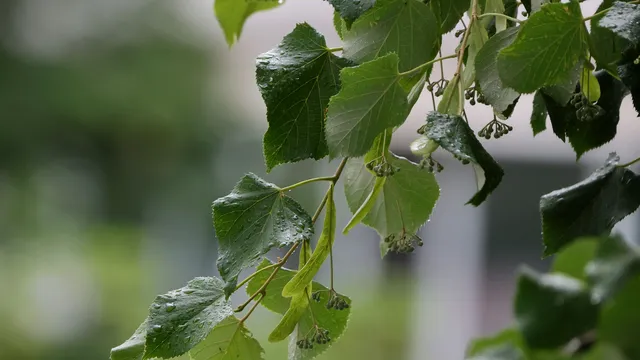 Променлива облачност през деня. Вечерта - дъждове