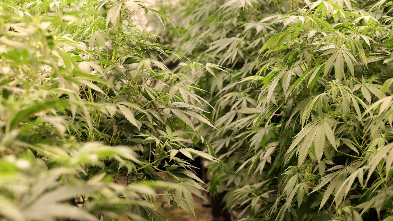 Прокуратурата: През август са задържани 921 души, отглеждали и разпространявали наркотици