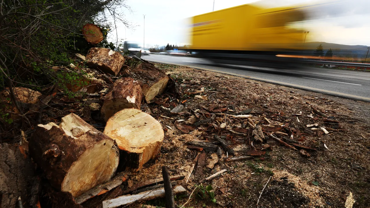 Паднало дърво затрудни движението на пътя Смолян - Девин