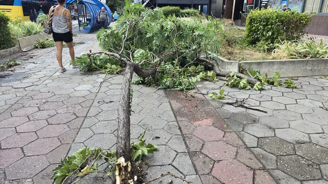 Десетки сигнали за паднали дървета в Разград