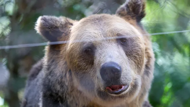 Мечки навлизат в Смолянското село Триград