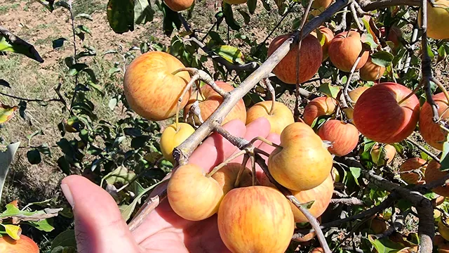 Служители на НКЖИ крали ябълки от частна градина