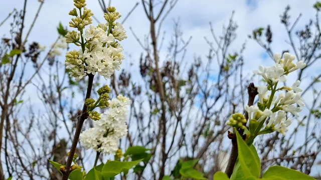 Слънчево до обед, облачно след това