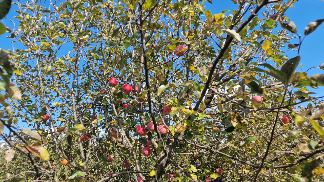 "Крадецът на ябълки": уволниха 9 служители на НКЖИ