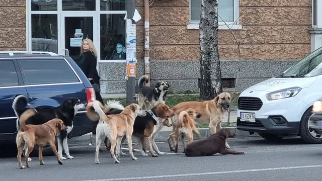 Глутница кучета напада студенти край общежитията на Пловдивския университет