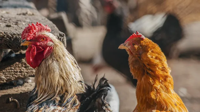 БАБХ: Увеличава се шансът от птичи грип през есента и зимата