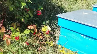 Пчелният мед - храна, лекарство и помада, пази душата ни млада