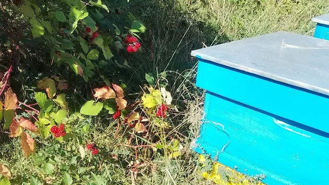 Пчелният мед - храна, лекарство и помада, пази душата ни млада