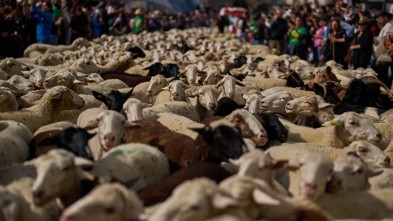 Дания повежда битката за по-хуманен транспорт на животни в Европа