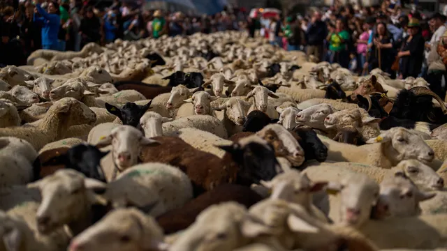 Дания повежда битката за по-хуманен транспорт на животни в Европа