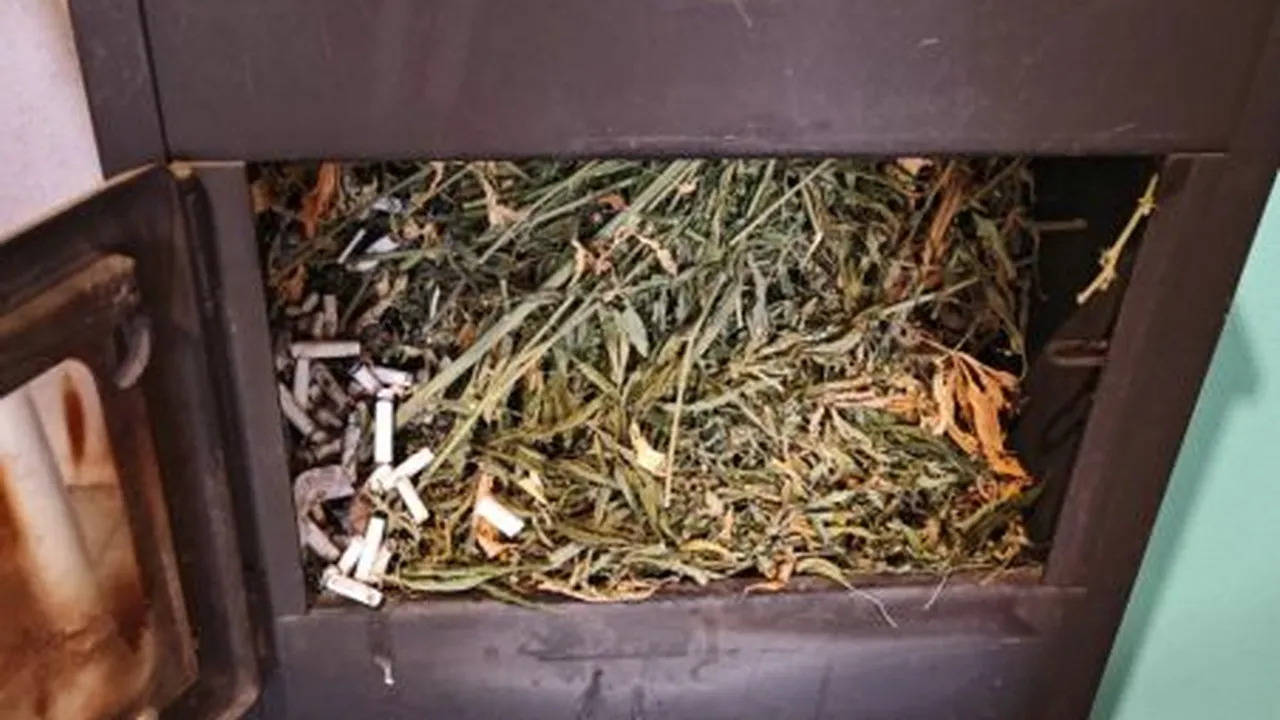 След спецакция: Иззеха голямо количество марихуана в Старозагорско