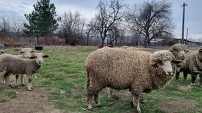 В Харманли започват прилагането на мерки срещу антракс