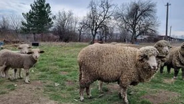 В Харманли започват прилагането на мерки срещу антракс