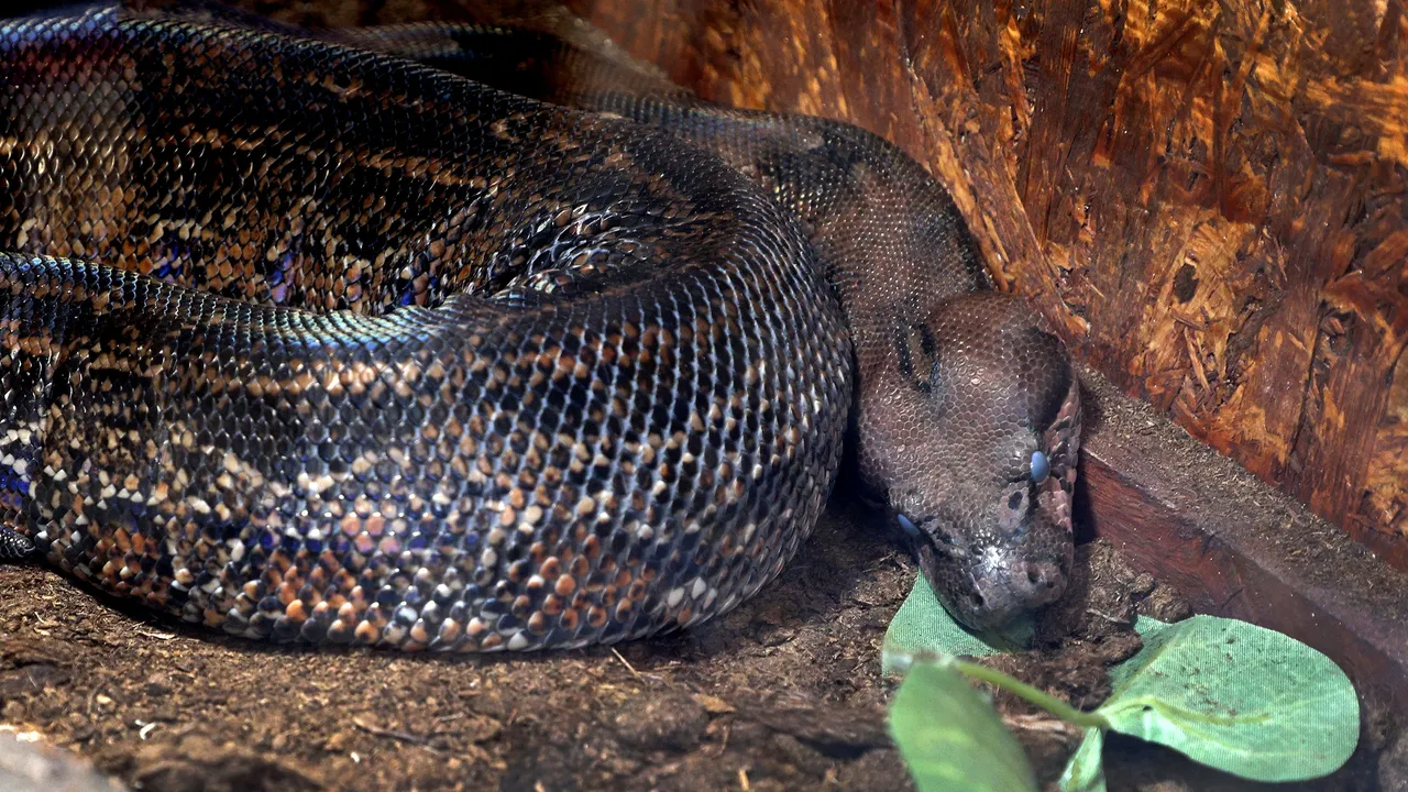 Два питона и един смок мишкар бяха иззети от частен дом в София