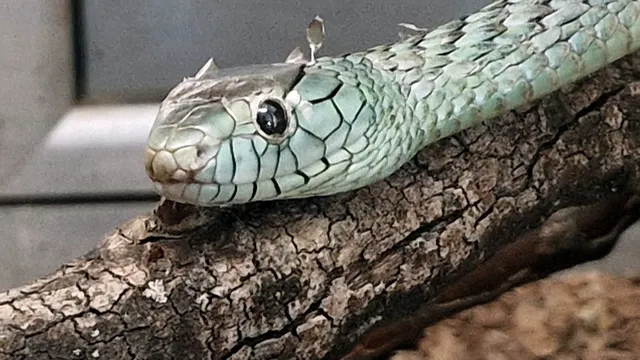 В София: Змия избяга от дома си, отиде "на гости" на съседа