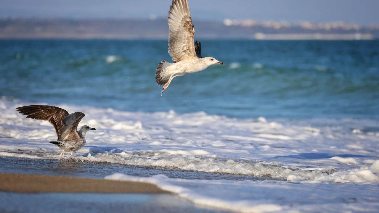 31 октомври – Международен ден на Черно море