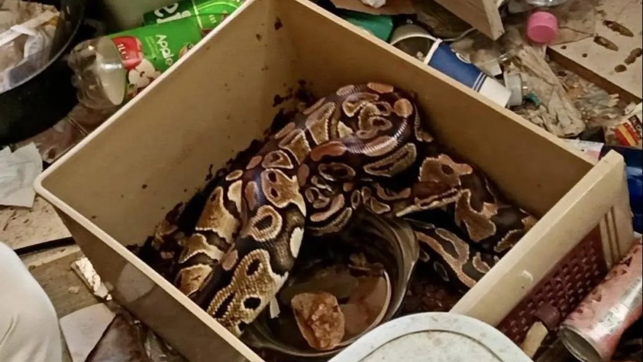 "Змия на крака ми": Паника в софийски квартал заради избягало влечуго