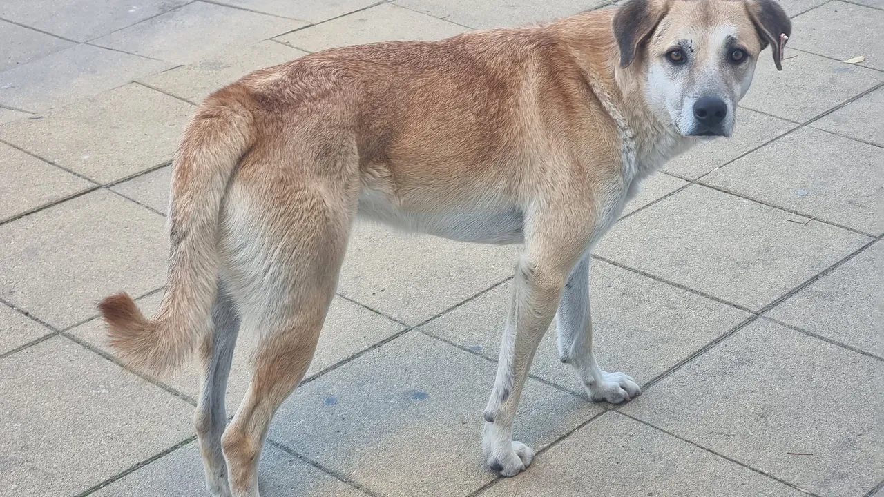 Русе като дивия Запад: Застреляха куче, докато стопанката му го разхождала