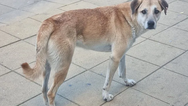 Русе като дивия Запад: Застреляха куче, докато стопанката му го разхождала