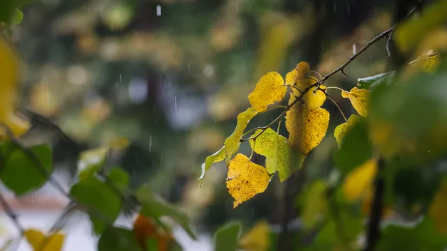 Валежи в понеделник над цялата страна