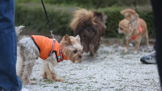 Стрелбата по домашни кучета в Русенско не е единичен случай