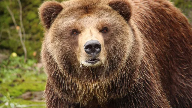 Кървав ужас в Македония: Мечка разкъса лицето и скалпа на гъбар