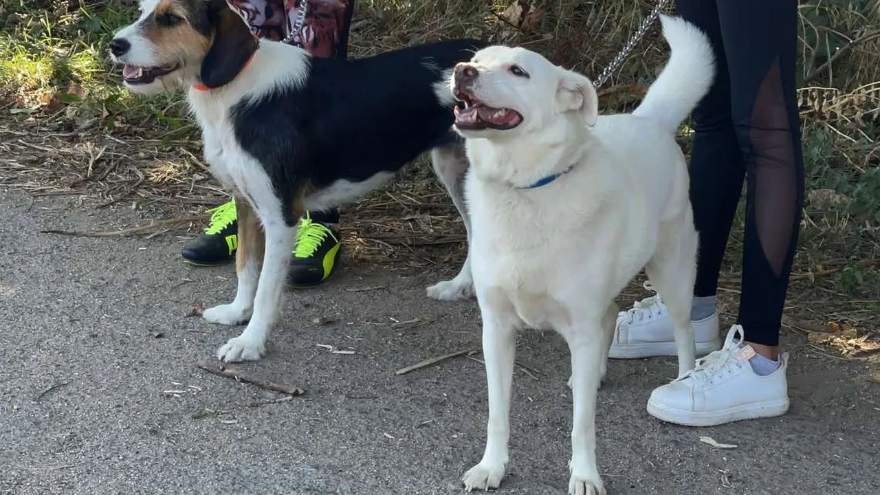 Гняв в „Разсадника“: съседи излязоха на протест за прегазеното куче