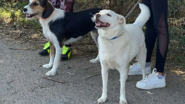 Гняв в „Разсадника“: съседи излязоха на протест за прегазеното куче