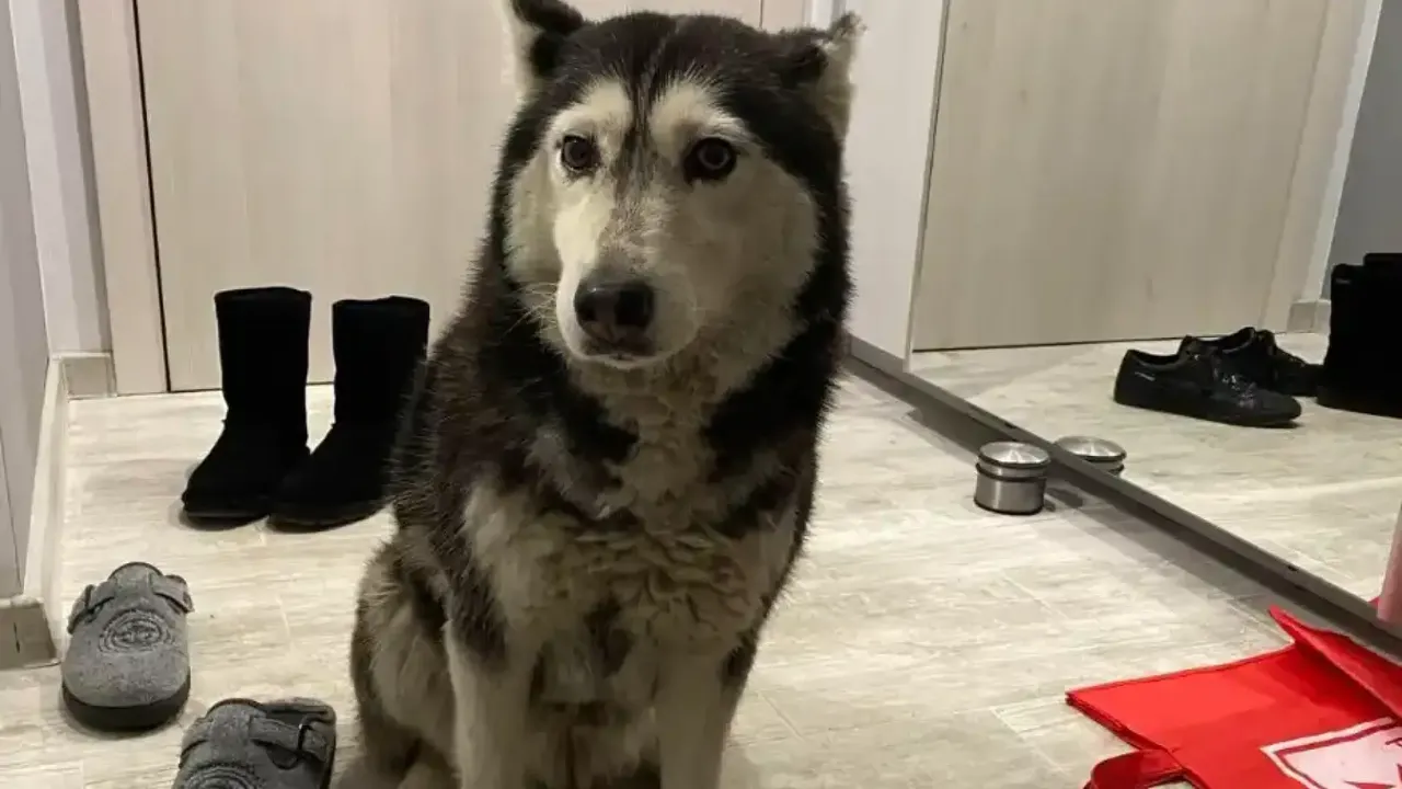 "Помиярите" не са животните