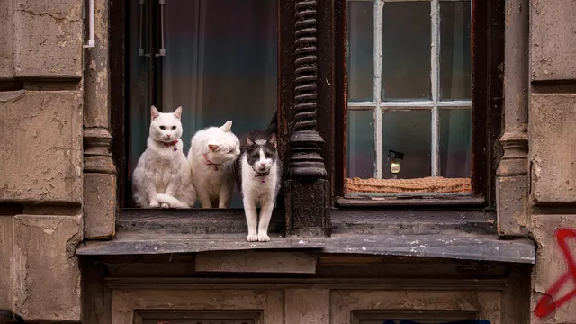 Гърция наложи рекордна глоба от 1,7 млн. евро за жестокост към животни