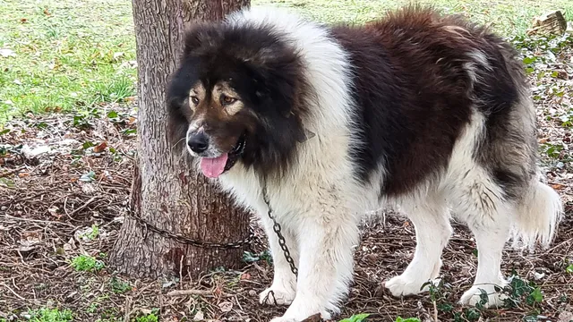 Шофьорът, блъснал куче в "Разсадника", е напуснал България