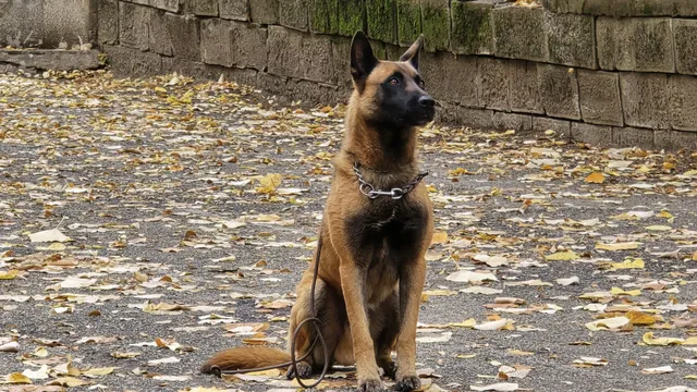 Прокуратурата: Очакваме съдът да внесе обвинението за двамата, измъчвали животни за пари