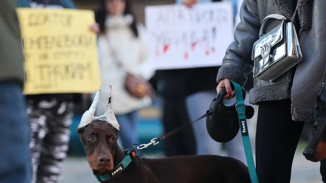 „Те не могат да говорят": Протест в София срещу насилието над животни