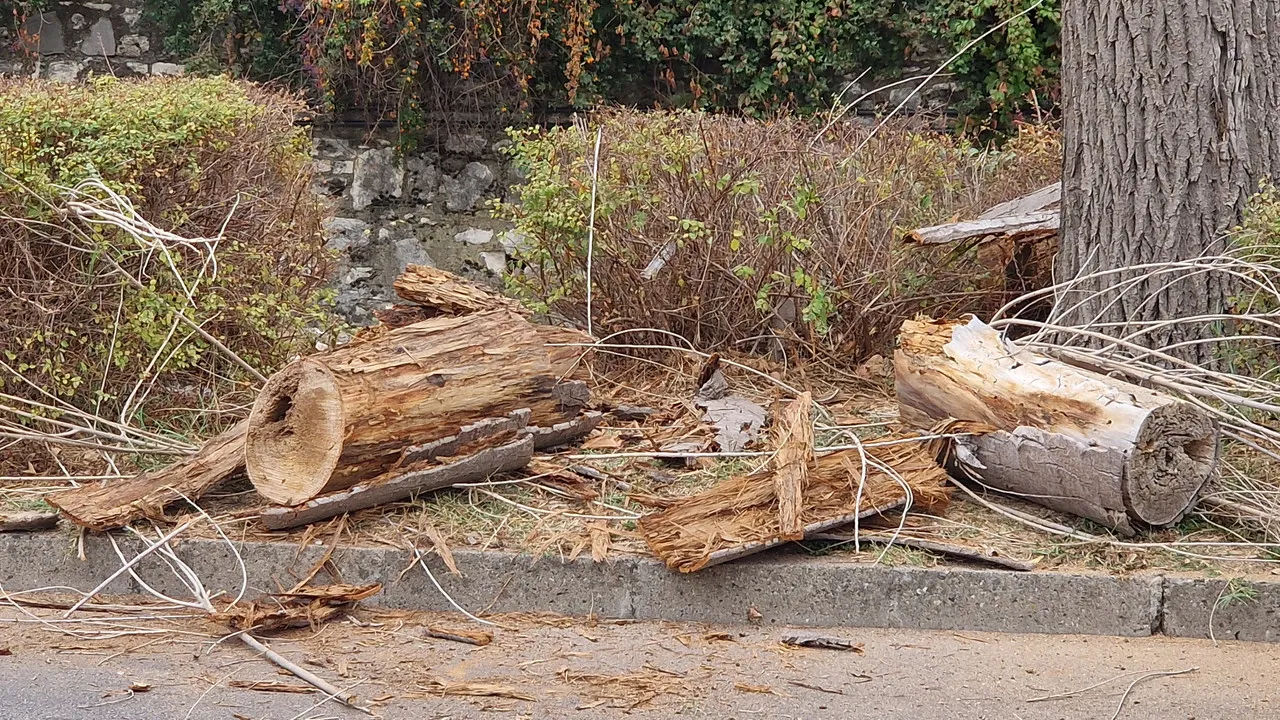 Вандали отсекли ветрозащитни тополи към хижа "Яворов"