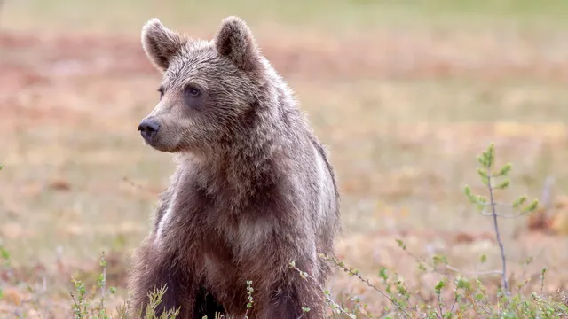 Семейство от Карлово: Мечката беше буквално на прага ни (ВИДЕО)