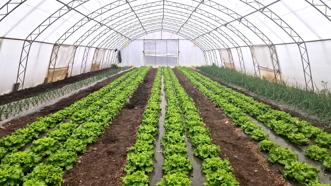 Скъпа зима: 90% от оранжериите спират, зеленчуците поскъпват