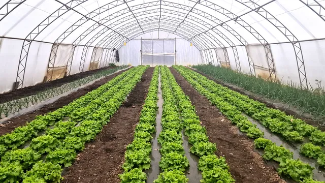 Скъпа зима: 90% от оранжериите спират, зеленчуците поскъпват