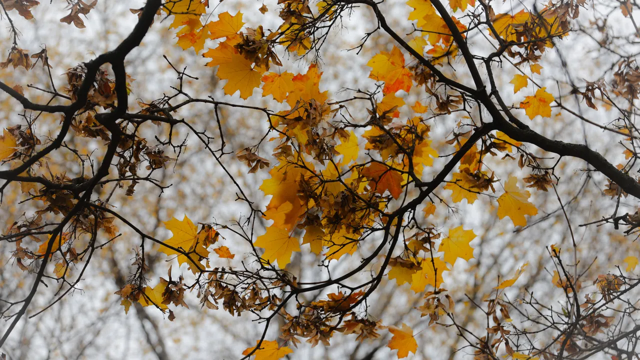 Облачно, но без валежи ще бъде времето утре