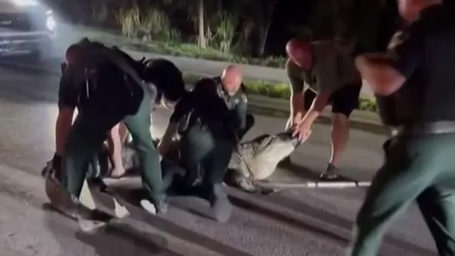 4-метров алигатор затвори улица във Флорида