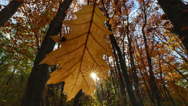 Утре сутрешните мъгли ще отстъпят място на слънчевото време
