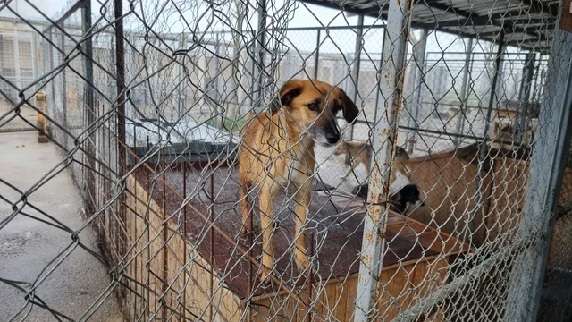 Заради бездомно куче: Осъдиха Община Бобошево на 5000 лева