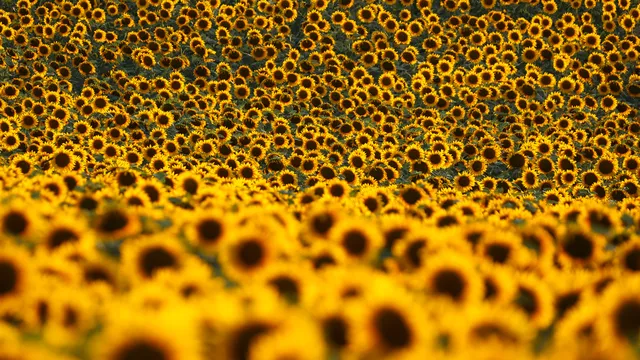 Държавен фонд "Земеделие" изплати над 58 млн. лева на фермери