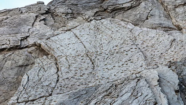 Отпечатък на 210 млн. г.: откриха стъпки на динозаври в Италия