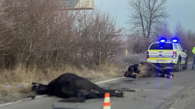 Мъртви коне на пътя затрудняват движението край Самоков