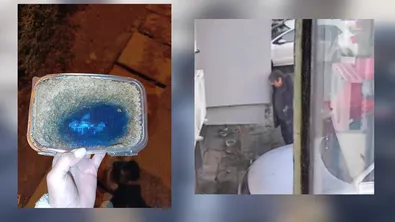 Бавно и мъчително: Мъж от Стара Загора системно избива котки с антифриз (ВИДЕО)