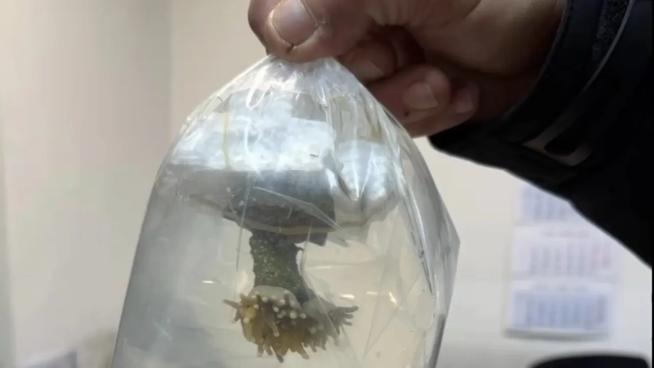 Живи корали задържани на ГКПП „Капитан Андреево“